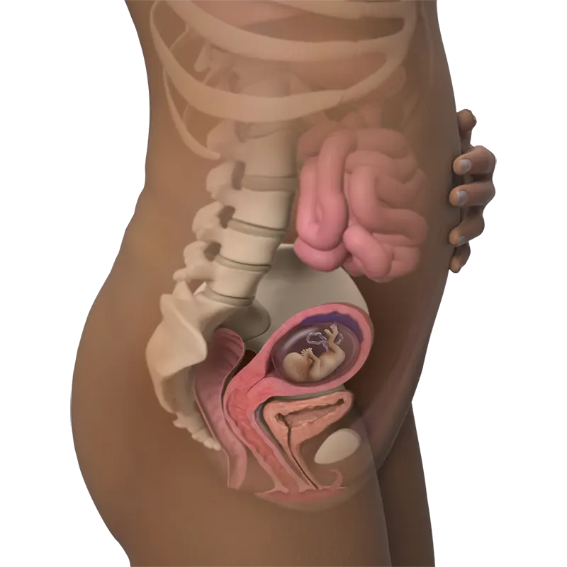 اندازه شکم در هفته سیزدهم بارداری اندازه شکم در هفته سیزدهم بارداری