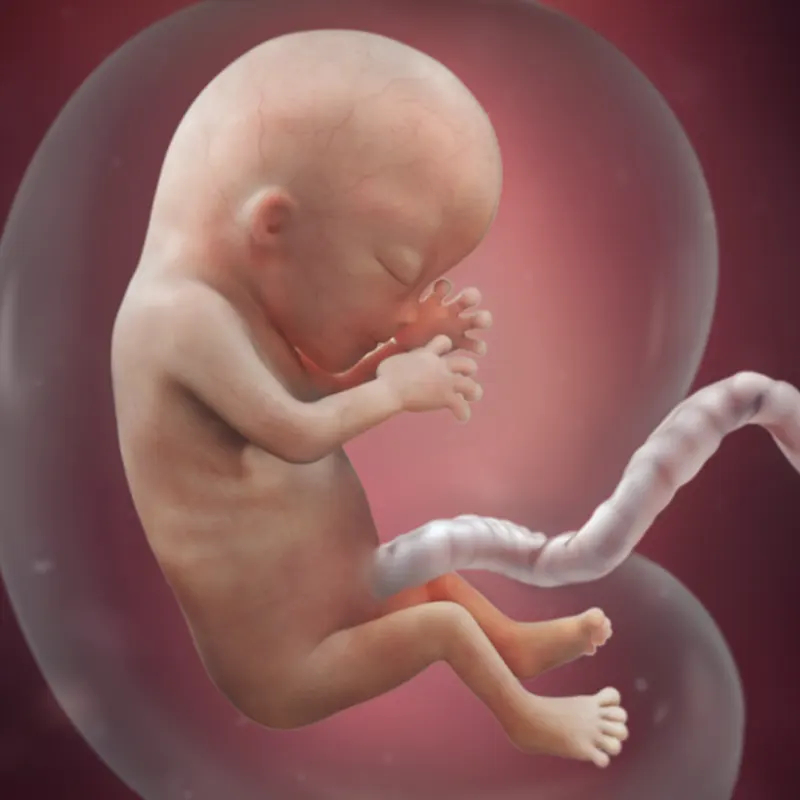 جنین در هفته سیزدهم بارداری جنین در هفته سیزدهم بارداری