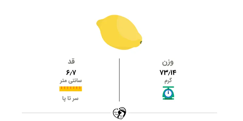 سایزهای جنین در هفته سیزدهم سایزهای جنین در هفته سیزدهم بارداری