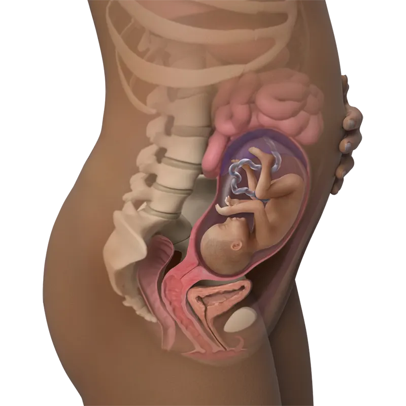 هفته 25 بارداری شکم در هفته 25 بارداری