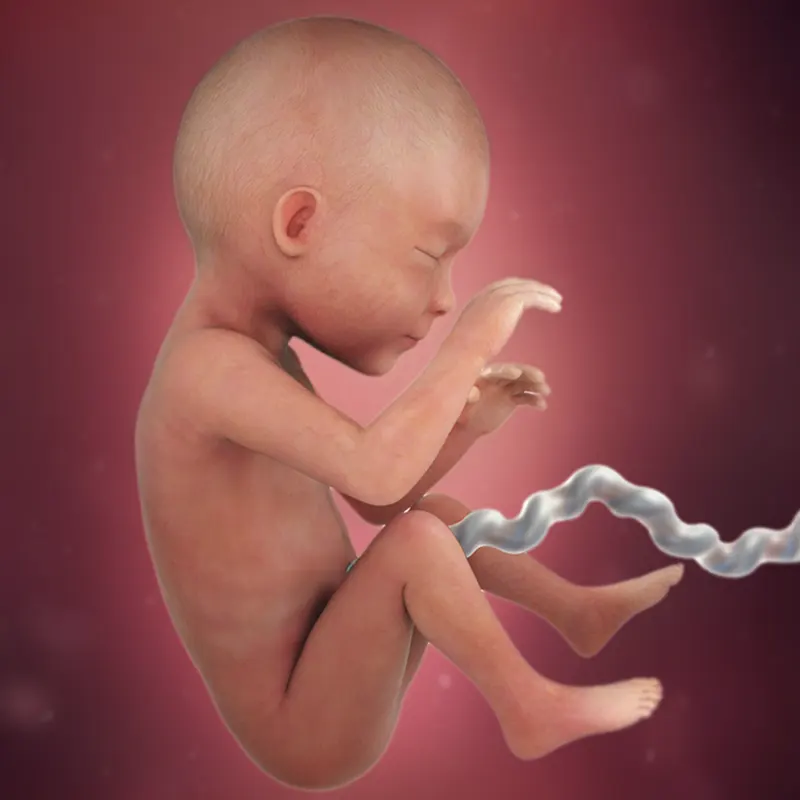 هفته بیست و پنجم بارداری هفته بیست و پنجم بادرای