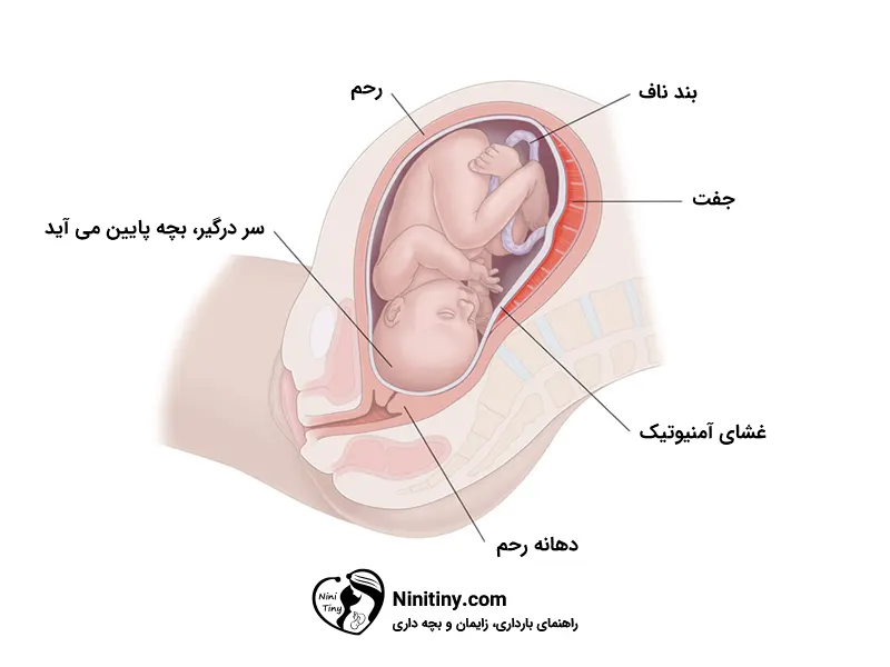 مراحل زایمان طبیعی 9 فاز اولیه زایمان طبیعی