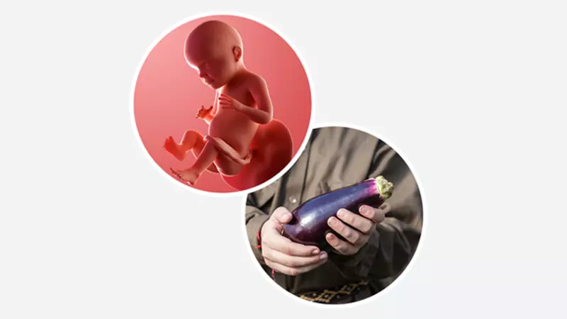 اندازه جنین در هفته 28 بارداری اندازه جنین در هفته 28 بارداری