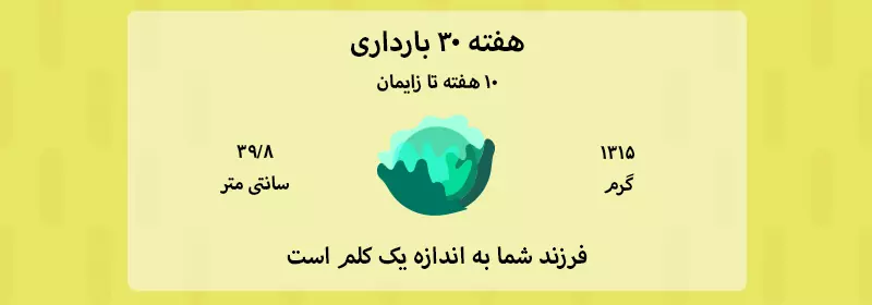 هفته 30 بارداری