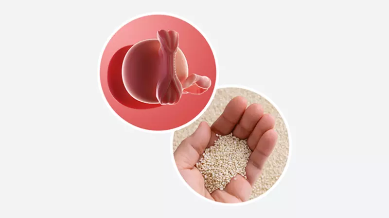 اندازه جنین در هفته 5 بارداری 2 اندازه جنین در هفته 5 بارداری