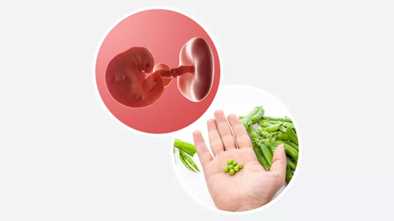 اندازه جنین در هفته 6 بارداری اندازه جنین در هفته 6 بارداری