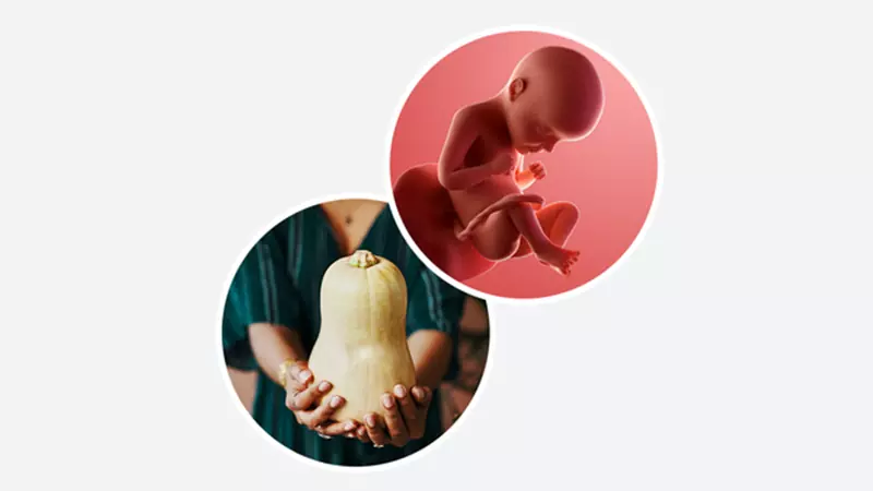 اندازه جنین در هفته بیست و نهم بارداری اندازه جنین در هفته 29 بارداری