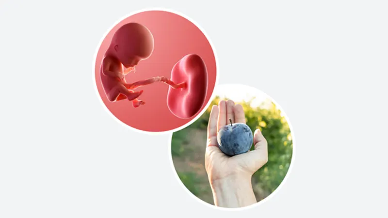 اندازه جنین در هفته دوازدهم بارداری اندازه جنین در هفته دوازدهم بارداری