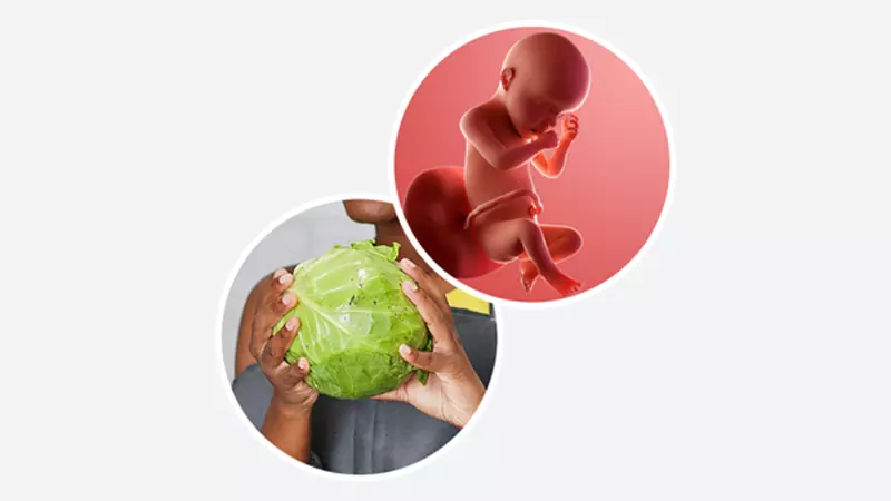 اندازه جنین در هفته سی بارداری اندازه جنین در هفته سی بارداری