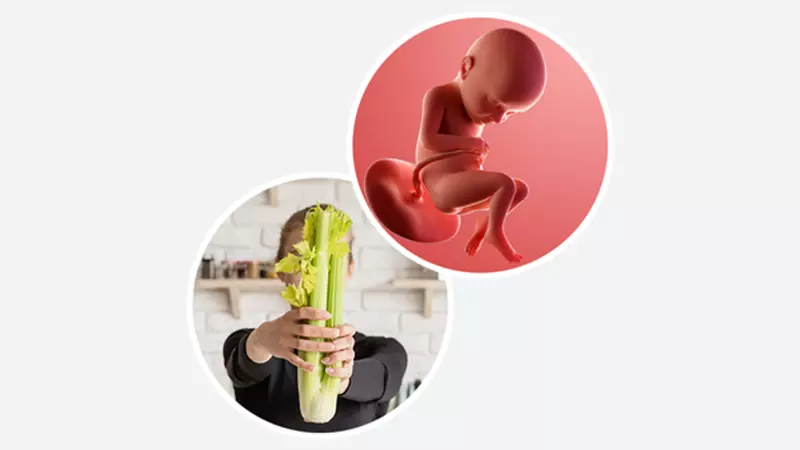 اندازه جنین در هفته سی و دوم بارداری اندازه جنین در هفته سی و دوم بارداری