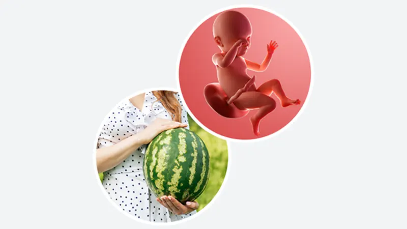 اندازه جنین در هفته سی و نهم بارداری اندازه جنین در هفته سی و نهم بارداری