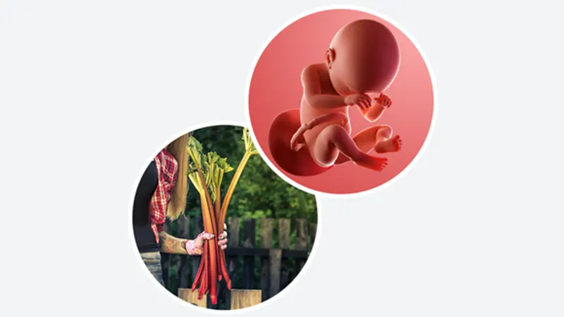 اندازه جنین در هفته سی و هشتم بارداری اندازه جنین در هفته سی و هشتم بارداری