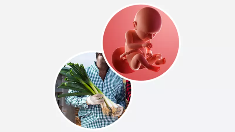 اندازه جنین در هفته سی و هفتم بارداری اندازه جنین در هفته سی و هفتم بارداری