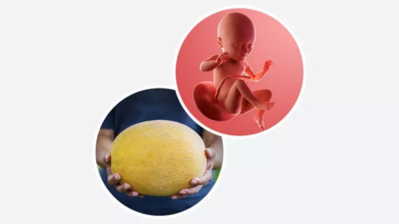 اندازه جنین در هفته سی و چهارم بارداری اندازه جنین در هفته سی و چهارم بارداری