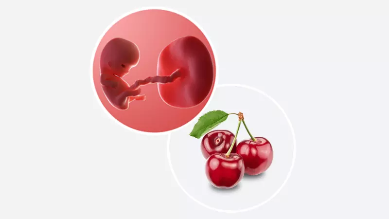 اندازه جنین در هفته نهم بارداری اندازه جنین در هفته 9 بارداری