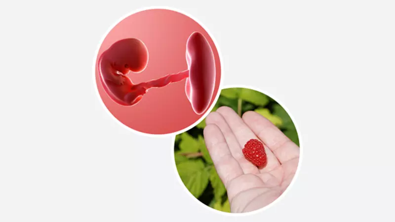 اندازه جنین در هفته هشتم بارداری اندازه جنین در هفته 8 بارداری