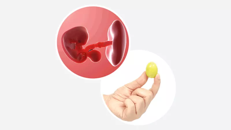 اندازه جنین در هفته هفتم بارداری اندازه جنین در هفته 7 بارداری