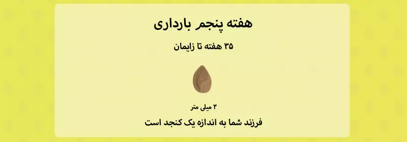 هفته پنجم بارداری