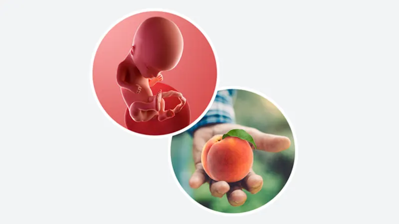 اندازه جنین در هفته چهاردهم بارداری اندازه کودک در هفته چهاردهم بارداری