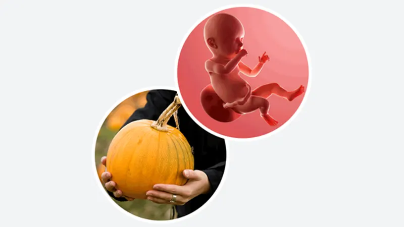 اندازه جنین در هفته چهلم بارداری اندازه جنین در هفته چهلم بارداری