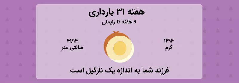 هفته 31 بارداری