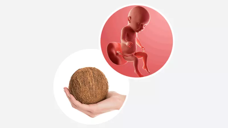 اندازه جنیندر هفته سی و یکم بارداری.webp اندازه جنین در هفته سی و یکم بارداری