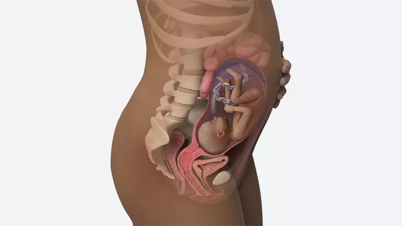 اندازه شکم در هفته 28 بارداری اندازه شکم در هفته 28 بارداری