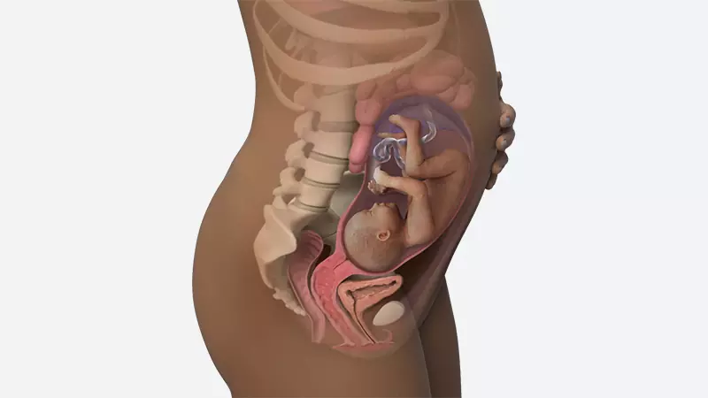 اندازه شکم در هفته 29 بارداری اندازه شکم در هفته 29 بارداری