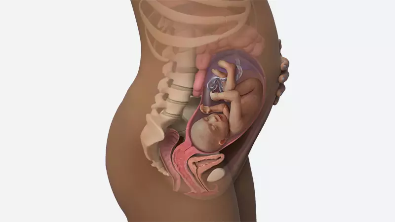 اندازه شکم در هفته 30 بارداری اندازه شکم در هفته 30 بارداری