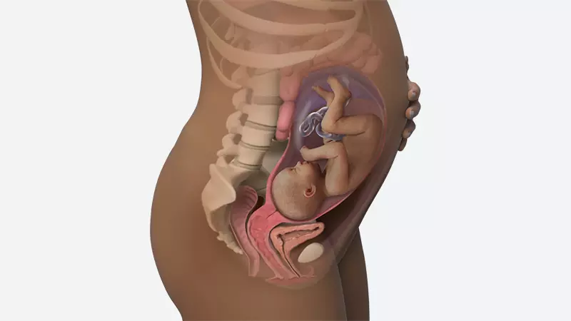 اندازه شکم در هفته 31 بارداری اندازه شکم در هفته 31 بارداری