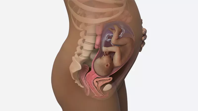 اندازه شکم در هفته 32 بارداری اندازه شکم در هفته 32 بارداری