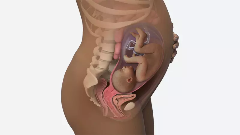 اندازه شکم در هفته 33 بارداری اندازه شکم در هفته 33 بارداری