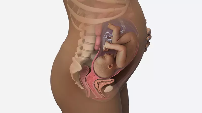 اندازه شکم در هفته 34 بارداری اندازه شکم در هفته 34 بارداری