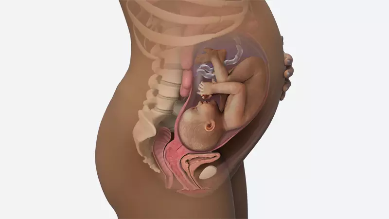 اندازه شکم در هفته 35 بارداری اندازه شکم در هفته 35 بارداری