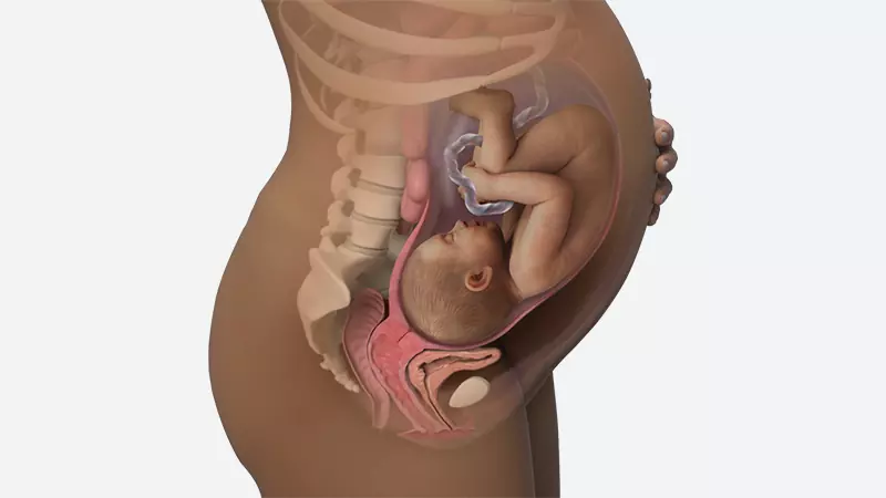 اندازه شکم در هفته 37 بارداری اندازه شکم در هفته 37 بارداری