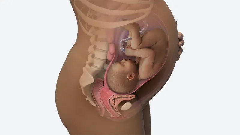 اندازه شکم در هفته 38 بارداری اندازه شکم در هفته 38 بارداری