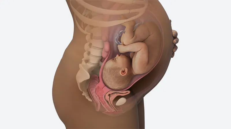 اندازه شکم در هفته 39 بارداری اندازه شکم در هفته 39 بارداری