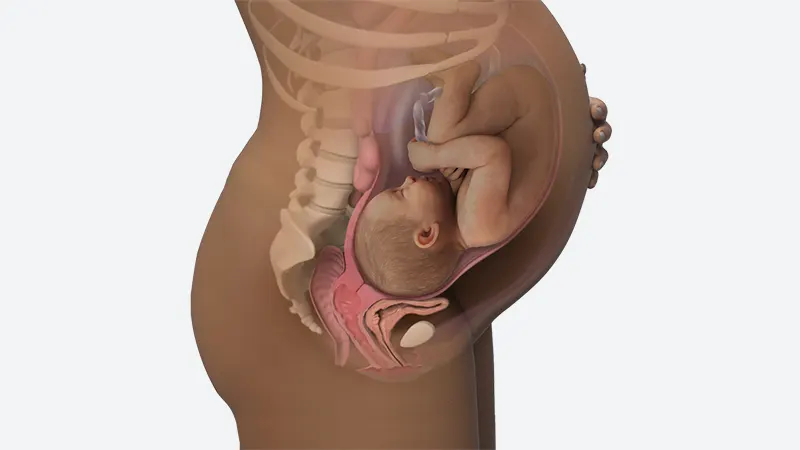 اندازه شکم در هفته 40 بارداری اندازه شکم در هفته 40 بارداری