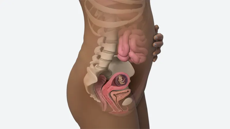 اندازه شکم در هفته دوازدهم بارداری اندازه شکم در هفته دوازدهم بارداری