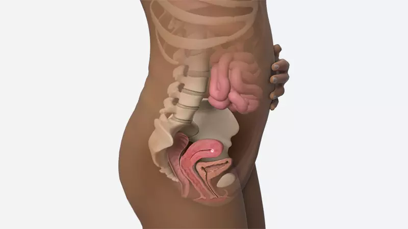 اندازه شکم در هفته پنجم بارداری اندازه شکم در هفته پنجم بارداری