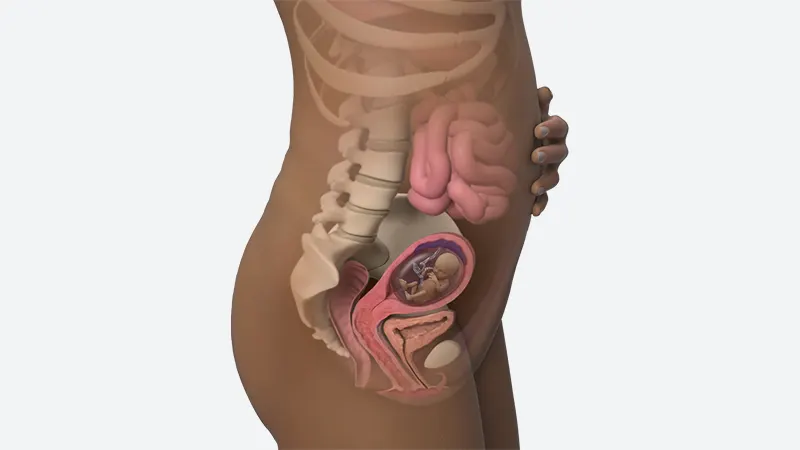 اندازه شکم در هفته چهاردهم بارداری اندازه شکم در هفته چهاردهم بارداری