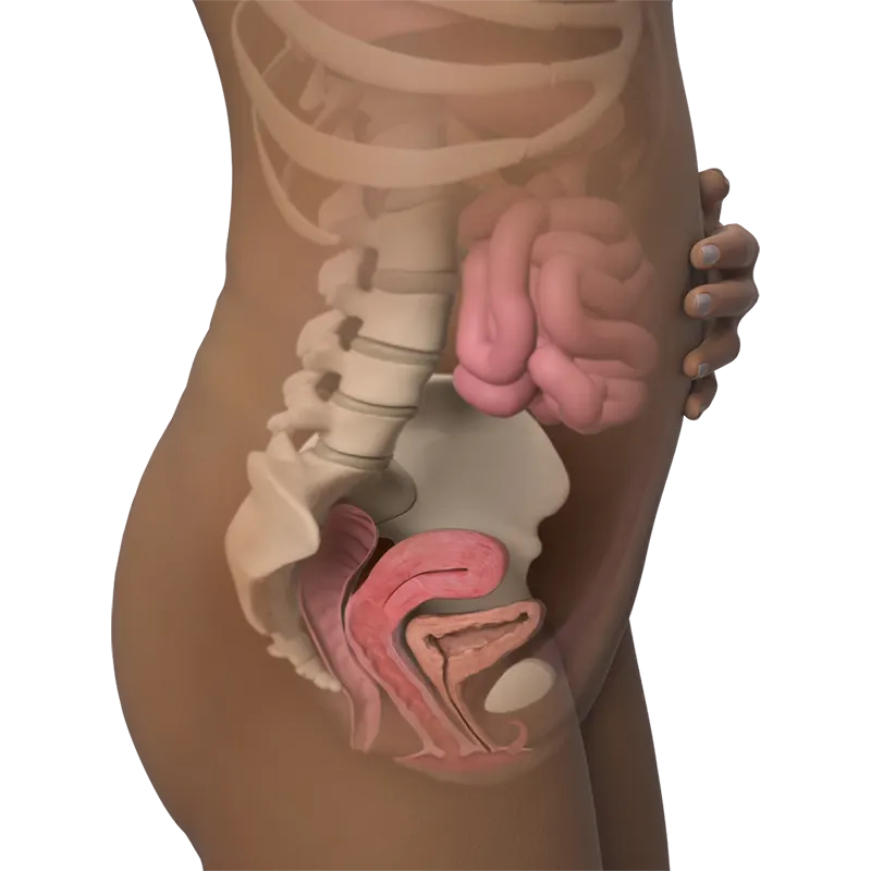 بدن در هفته دوم بارداری بدن در هفته دوم بارداری