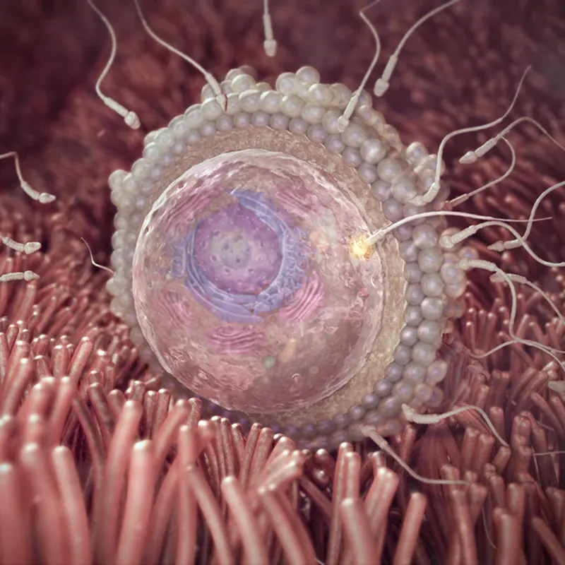 لقاح در هفته دوم بارداری هفته دوم بارداری