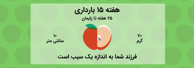 هفته 15 بارداری