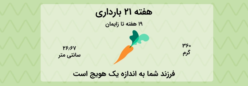 هفته 21 بارداری