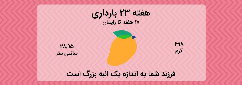 هفته 23 بارداری