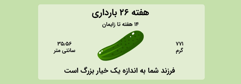 هفته 26 بارداری