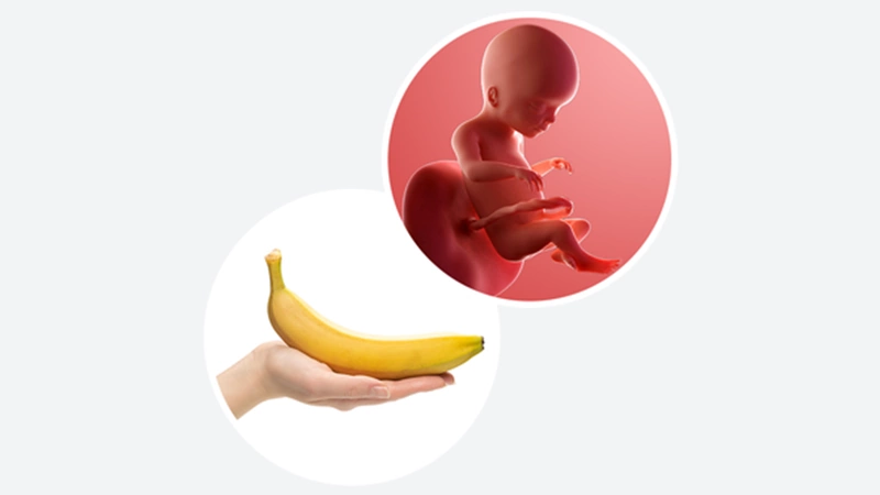 اندازه جنین در هفته بیستم بارداری اندازه جنین در هفته بیستم بارداری