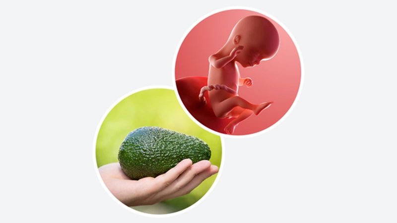 اندازه جنین در هفته شانزدهم بارداری اندازه جنین در هفته شانزدهم بارداری