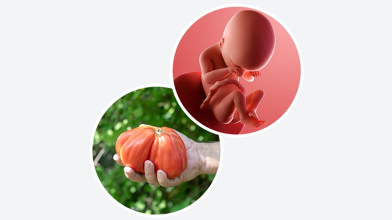 اندازه جنین در هفته نوزدهم بارداری اندازه جنین در هفته نوزدهم بارداری